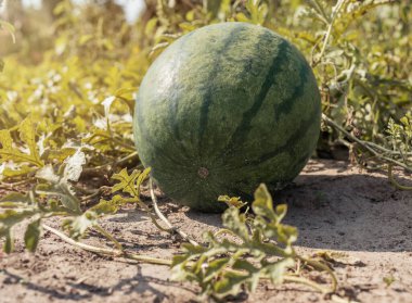 Tarlada, bahçede yetişen yeşil karpuz meyvesi