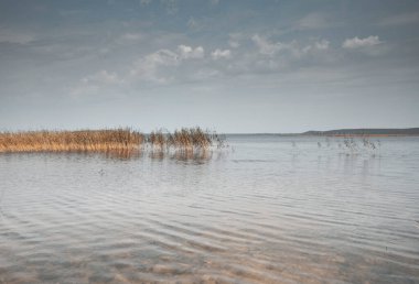 Bulutlu gri gökyüzü ve içinde sonbahar otları olan sakin göl suyu. Olgun tek renkli manzaralı huzurlu bir manzara.
