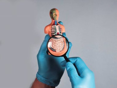 Doktor el çalışması ve bağırsak 3 boyutlu büyütme modeli. Sindirim hastalığı kavramı