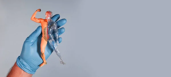 3d skinless ανθρώπινο μοντέλο σώματος με κυκλοφορικό και μυϊκό σύστημα αίματος. Banner με χώρο αντιγραφής — Φωτογραφία Αρχείου