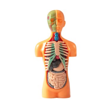 İç organları olan üç boyutlu insan vücudu modeli. Beyaz arkaplanda izole edilmiş anatomik bebek