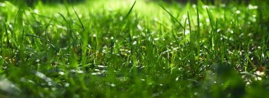 Yeşil yaz çimenleri. Web sitesi başlığı için pankart