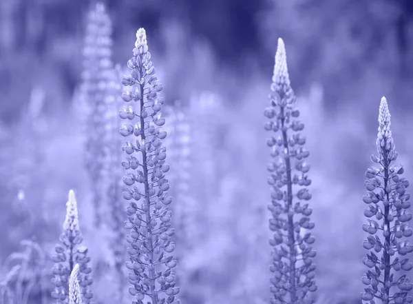 Molto peri fiori colorati sfondo. Veri pery color, nuovo anno 2022 tendenza — Foto Stock