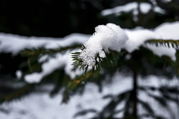 Primer plano de la rama de abeto. Ramita de abeto con agujas verdes cubiertas de nieve en invierno —  Fotos de Stock