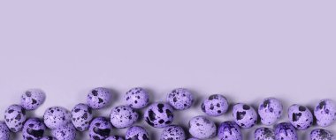 Mor bıldırcın yumurtalı pankart. Paskalya konsepti. Çok peri boyalı yumurtalar. Kopyalama alanı. 