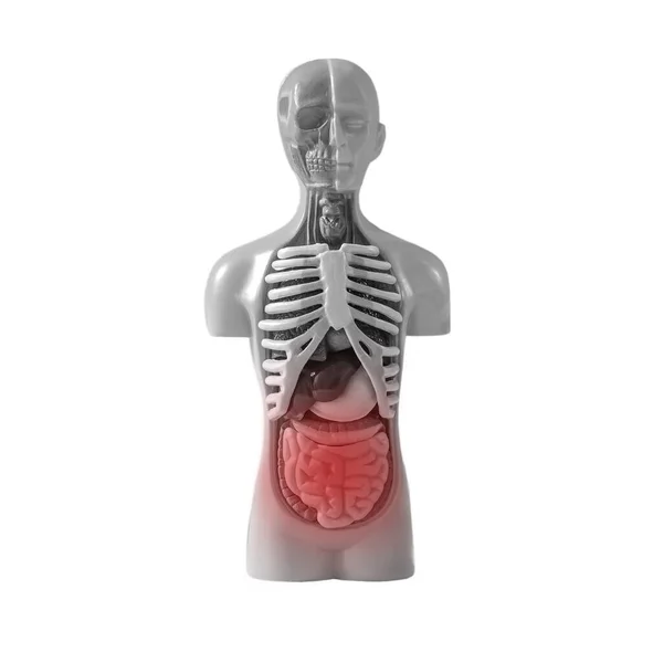 Воспаление кишечника. Кишечник в модели человеческого тела изолирован на белом фоне. Изучение пищеварительной системы человека. Концепция медицинского образования. — стоковое фото