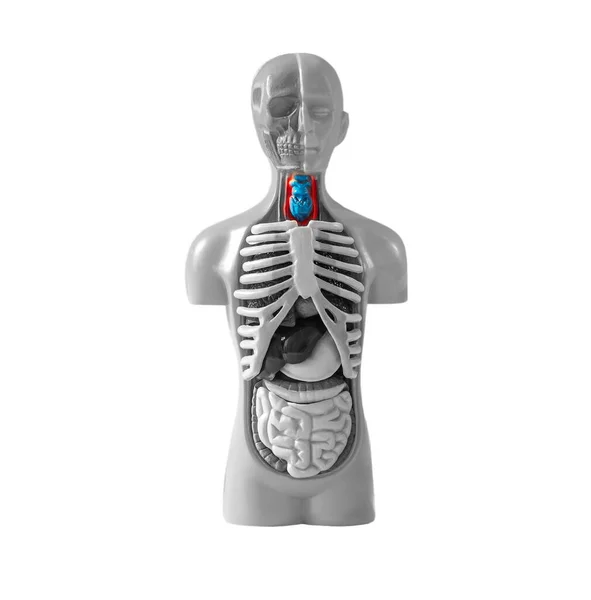 喉咙疾病Throat disease.在白色背景下隔离的人体模型。医学教育和健康问题概念. — 图库照片