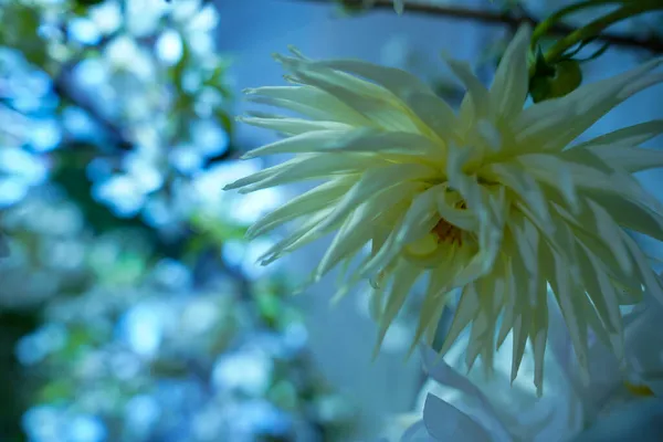 Decorações Florais Flores Floristas Verdura — Fotografia de Stock