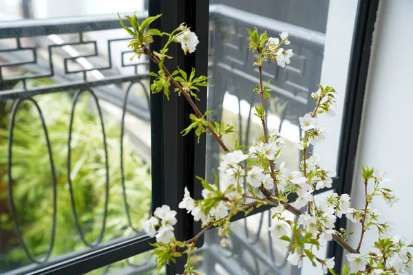 Çiçekçilik, çiçekçilik, yeşillik.