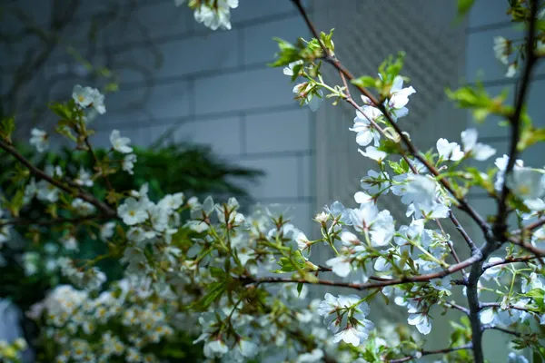 Квіткові Прикраси Квіткові Квіти Зелень — стокове фото