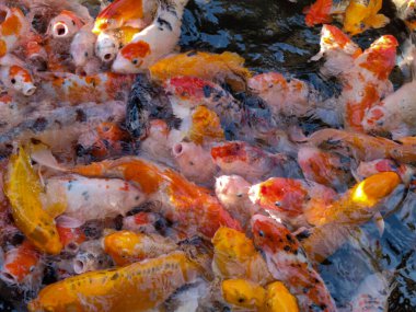 Cyprinus carpio haematopterus dünya çapında 210 sazan familyasından 3,700 'den fazla balık türüne sahiptir. Günümüzde dünyada popüler olan birinci sınıf bir süs balığıdır ve 