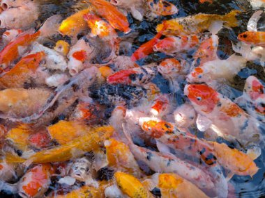 Cyprinus carpio haematopterus dünya çapında 210 sazan familyasından 3,700 'den fazla balık türüne sahiptir. Günümüzde dünyada popüler olan birinci sınıf bir süs balığıdır ve 