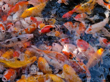 Cyprinus carpio haematopterus dünya çapında 210 sazan familyasından 3,700 'den fazla balık türüne sahiptir. Günümüzde dünyada popüler olan birinci sınıf bir süs balığıdır ve 