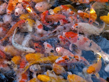 Cyprinus carpio haematopterus dünya çapında 210 sazan familyasından 3,700 'den fazla balık türüne sahiptir. Günümüzde dünyada popüler olan birinci sınıf bir süs balığıdır ve 