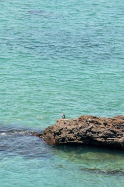Galapagos Adaları 'nın bir parçası olan Bartolome Adası, Santiago Adası' nın doğu kıyısında küçük bir volkanik adadır.. 