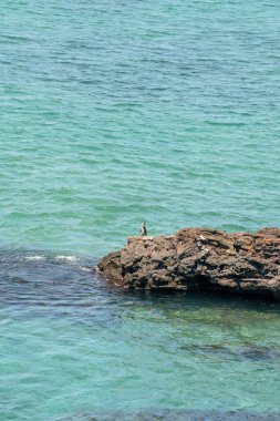 Galapagos Adaları 'nın bir parçası olan Bartolome Adası, Santiago Adası' nın doğu kıyısında küçük bir volkanik adadır.. 