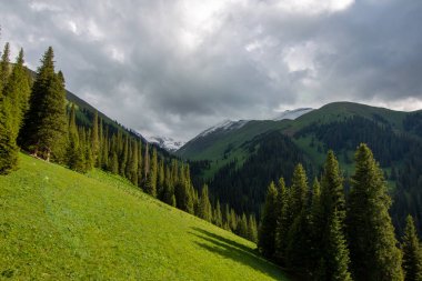 Güzel Nalati Çayırı, Xinjiang, Çin