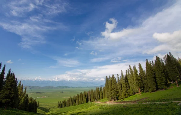 Vackra Nalati Grassland Xinjiang Kina — Stockfoto