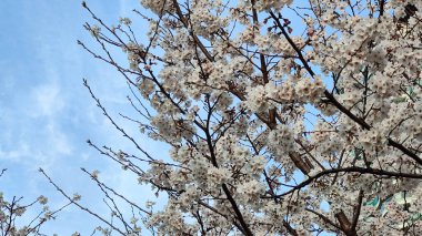 Riverside Park, Riverside Caddesi, Expo, Huangpu Nehri, Şangay, Çin