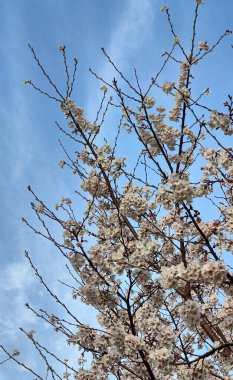 Riverside Park, Riverside Caddesi, Expo, Huangpu Nehri, Şangay, Çin
