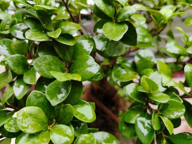 Doğa doğa, yeşil bitki örtüsü, öğleden sonra güneşi.