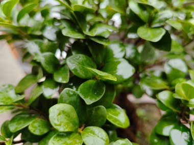 Doğa doğa, yeşil bitki örtüsü, öğleden sonra güneşi.