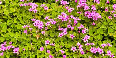 Doğa doğa, yeşil bitki örtüsü, öğleden sonra güneşi.