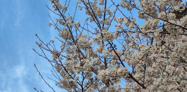 Doğa doğa, yeşil bitki örtüsü, öğleden sonra güneşi.