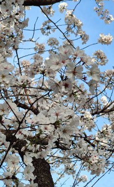 Doğa doğa, yeşil bitki örtüsü, öğleden sonra güneşi.