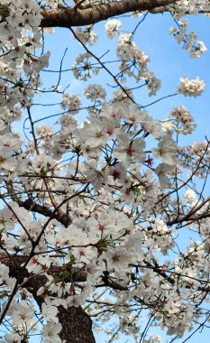 Doğa doğa, yeşil bitki örtüsü, öğleden sonra güneşi.