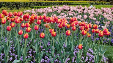 Doğa doğa, yeşil bitki örtüsü, öğleden sonra güneşi.