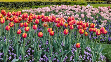 Doğa doğa, yeşil bitki örtüsü, öğleden sonra güneşi.