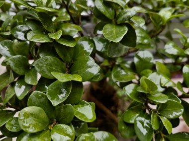 Doğa doğa, yeşil bitki örtüsü, öğleden sonra güneşi.