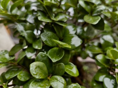 Doğa doğa, yeşil bitki örtüsü, öğleden sonra güneşi.