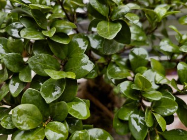 Doğa doğa, yeşil bitki örtüsü, öğleden sonra güneşi.