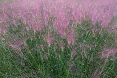 Doğa doğa, yeşil bitki örtüsü, öğleden sonra güneşi.
