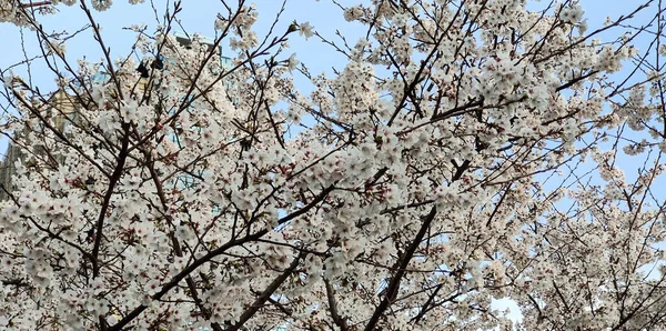 Natuur Buiten Groene Vegetatie Middagzon — Stockfoto