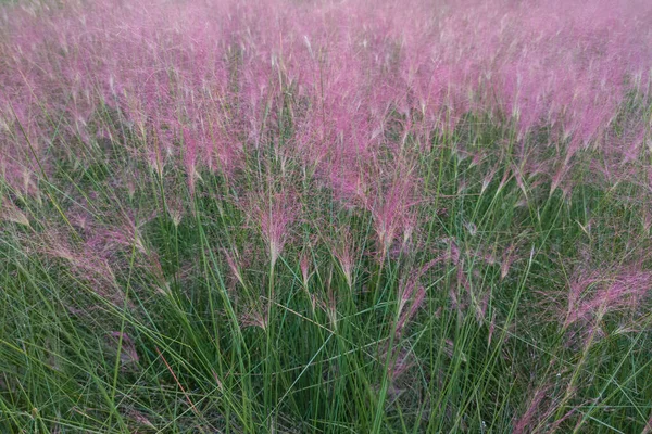 Doğa doğa, yeşil bitki örtüsü, öğleden sonra güneşi.