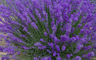 Lavanta tarlaları, mor kokulu lavanta çiçekleri..