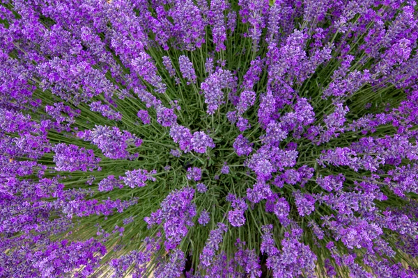 Lavanta tarlaları, mor kokulu lavanta çiçekleri..