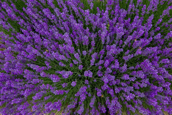 Lavanta tarlaları, mor kokulu lavanta çiçekleri..