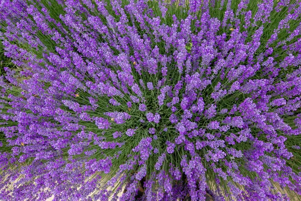 Lavender Fields Lavender Flowers Violet Fragrance — Stock Photo, Image