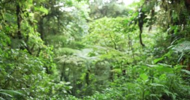 Yağmur ormanlarındaki yemyeşil bitki örtüsünün odak alanı dışında. Monteverde 'de çeşitli bitki türlerinin bulanık görüntüsü. 4k