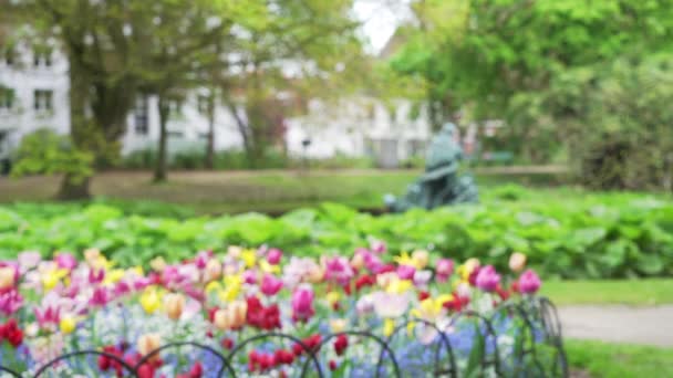 Вне Фокуса Фоновая Пластина Городского Парка Клумбой Заполненной Тюльпанами Середине — стоковое видео