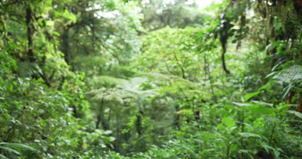 Brak Ostrości Tło Natury Bujnej Roślinności Zielonej Lesie Deszczowym Niewyraźne — Wideo stockowe