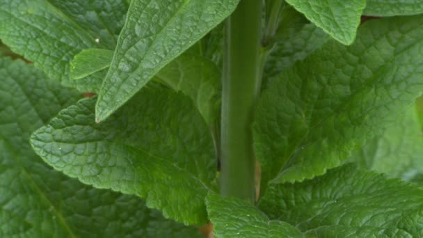 Uitzicht Foxglove Leaves — Stockvideo