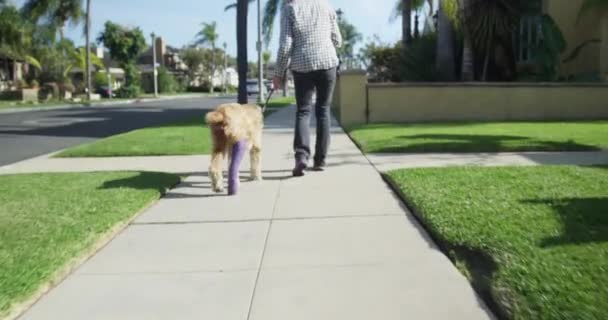 Senior Kvinna Promenader Återhämtar Sig Wheaten Terrier Hund — Stockvideo