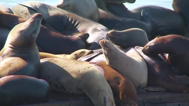Grote Groep Zeehonden Die Het Dok Rusten — Stockvideo