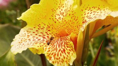 Çiçekteki Arı manzarası