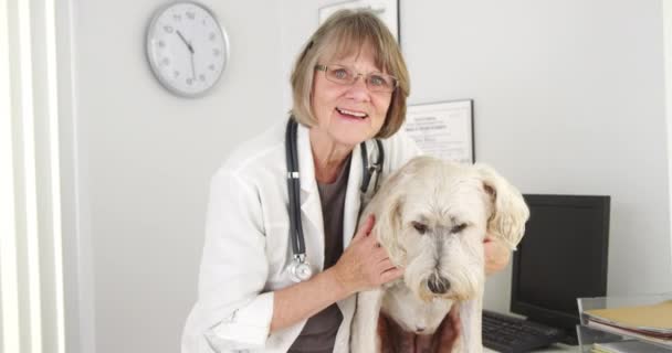 Senior Vet Smiling Camera Wheaten Terrier Mix — Stock Video
